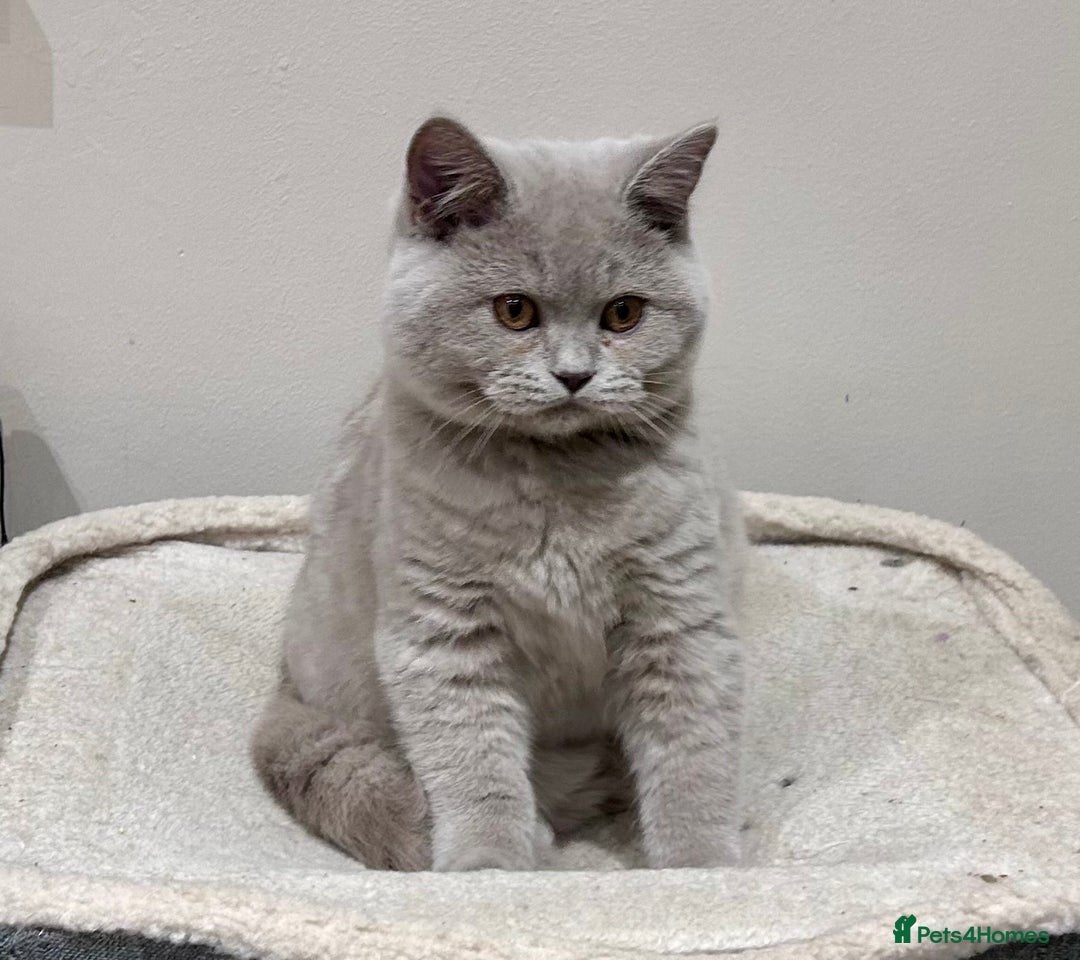 British Shorthair cats for sale: Tica Registered British Shorthairs  - Advert 10
