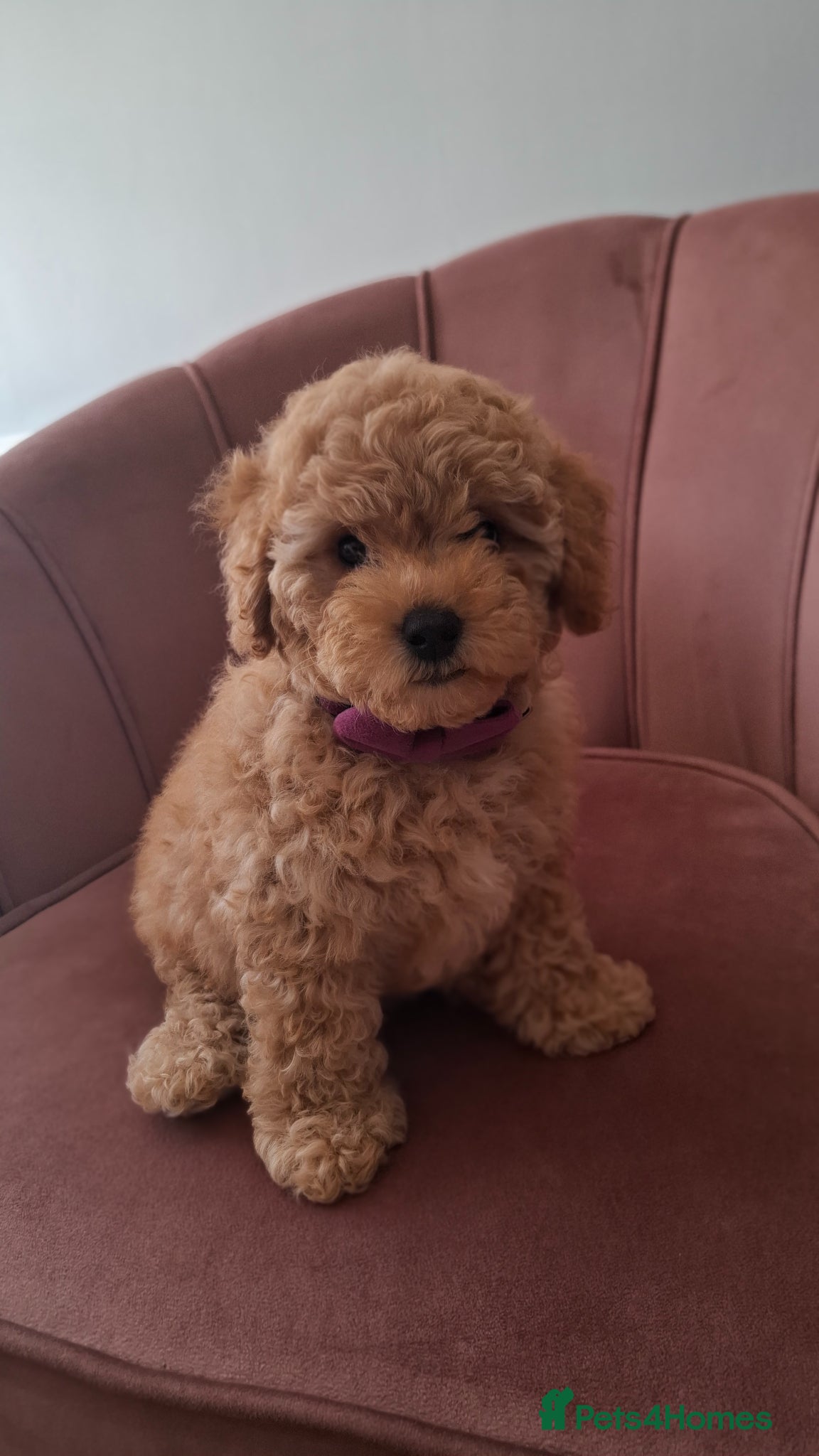 Maltipoo dogs Gorgeous apricot maltipoo ready to go - Advert 2