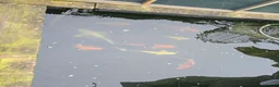Koi Carp fish for sale: Pond Fish / Koi for Sale. in Stoke-on-Trent - Advert 4