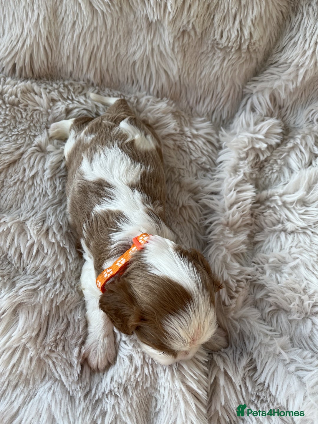 Cavalier King Charles Spaniel dogs for sale: Chocolate Carriers KC Vet Health Checked - Advert 12