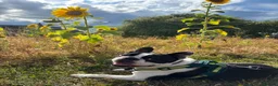 Boston Terrier dogs for stud: Handsome KC Registered Boston Terrier  - Advert 16