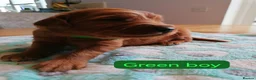 Golden Retriever dogs for sale: Exceptional KC registered Golden Retriever puppies - Advert 7