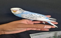 Budgerigars birds for sale: Silly hand tamed baby budgies for sale  - Image 20