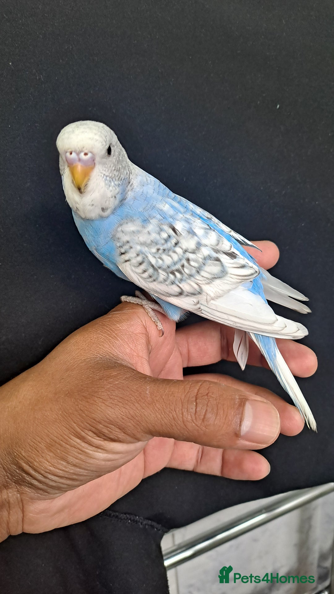 Budgerigars birds for sale: Silly hand tamed baby budgies for sale  - Image 20