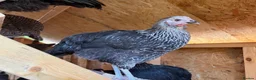 Mixed Breed poultry for sale: 🐓 FREE RANGE POL HENS – AVAILABLE NOW 🐓 in Bedworth - Advert 1