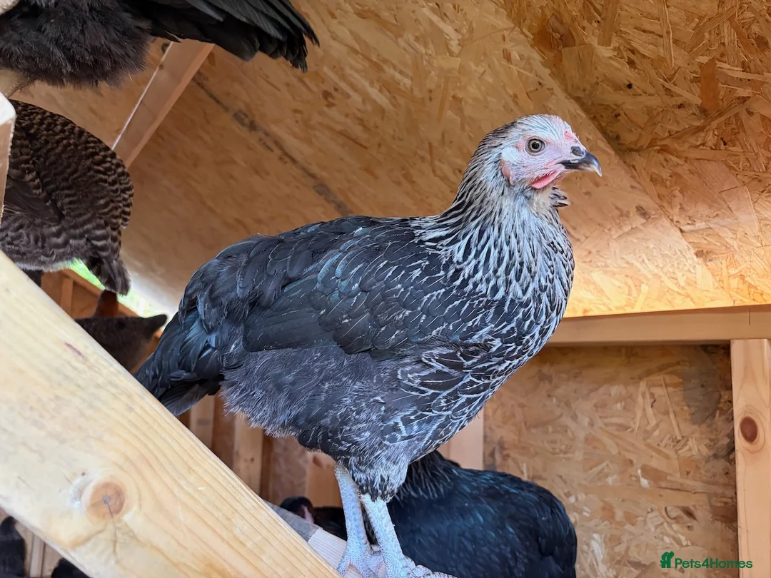 Mixed Breed poultry for sale: 🐓 FREE RANGE POL HENS – AVAILABLE NOW 🐓 in Bedworth - Advert 1