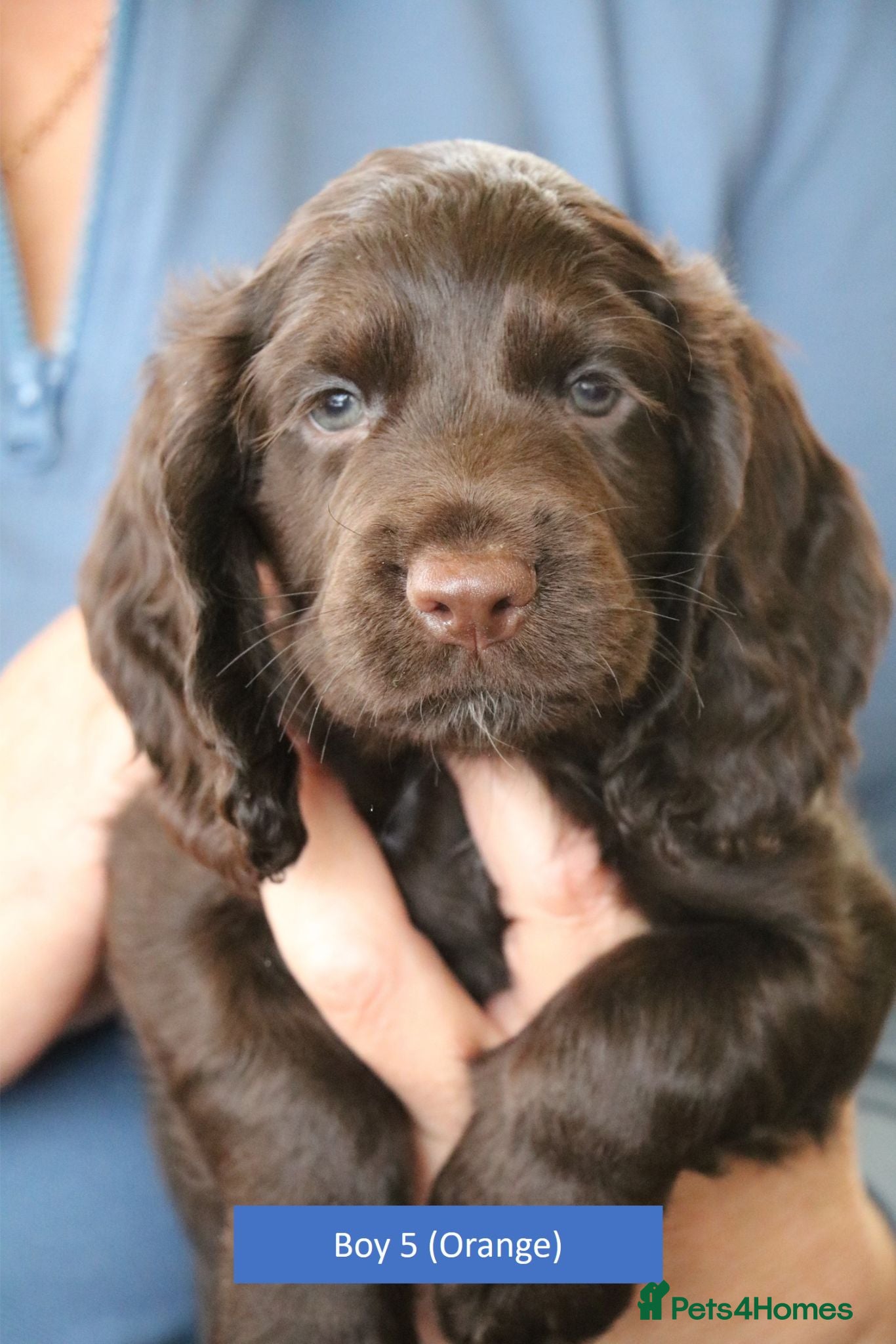 Cocker Spaniel dogs Health Tested Cocker Spaniel Puppies - Advert 18