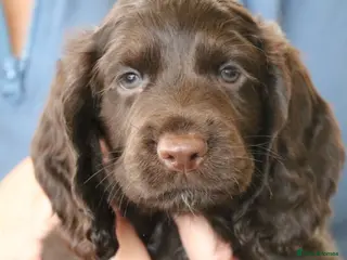 Cocker Spaniel dogs Health Tested Cocker Spaniel Puppies - Advert 18