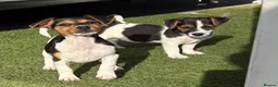 Jack Russell dogs for sale: Traditional short-legged Jack Russell puppy’s. - Advert 11