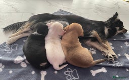 Chihuahua dogs for sale: Chihuahua Puppy 3 - 2 boy, 1 girl  chihuahua  - Image 21
