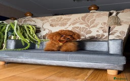 Toy Poodle dogs for sale: Asian micro poodle Boy - Image 7