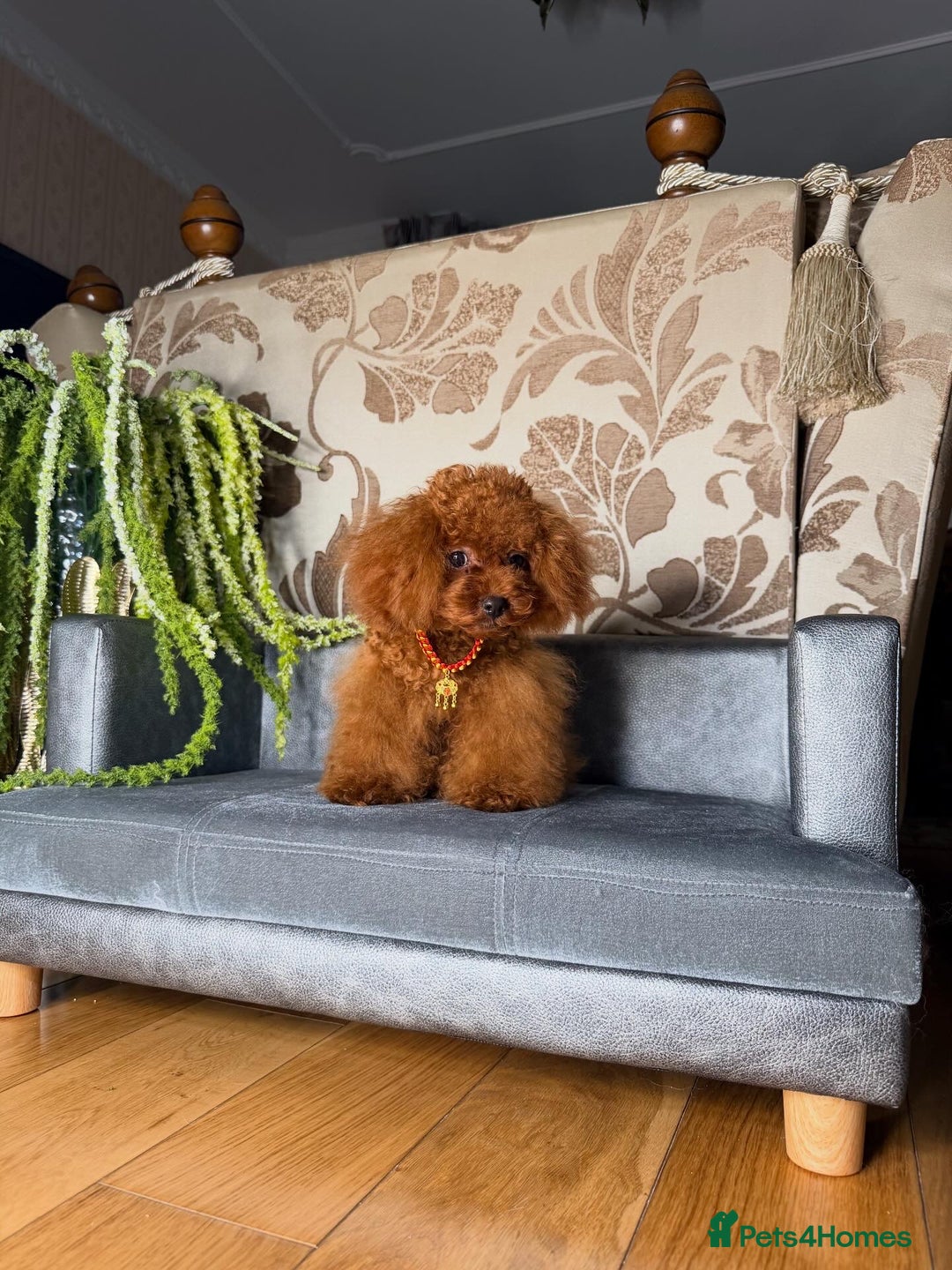 Toy Poodle dogs for sale: Asian micro poodle Boy - Image 7