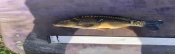 Koi Carp fish for sale: Mirror & Common Carp 6-8 Inches - Advert 3