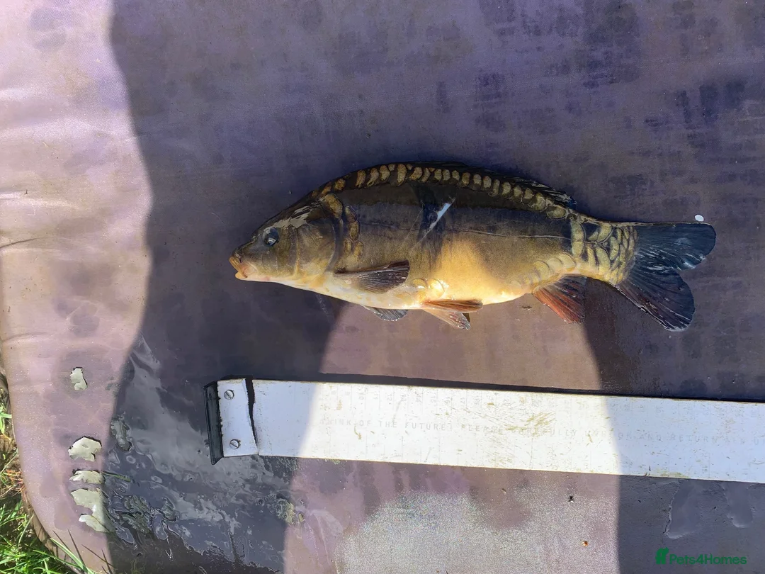 Koi Carp fish for sale: Mirror & Common Carp 6-8 Inches - Advert 3