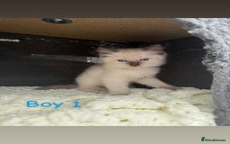 Ragdoll cats for sale: *STUNNING* litter of full ragdoll kittens  - Image 2