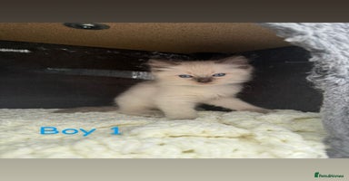 Ragdoll cats - Advert 15