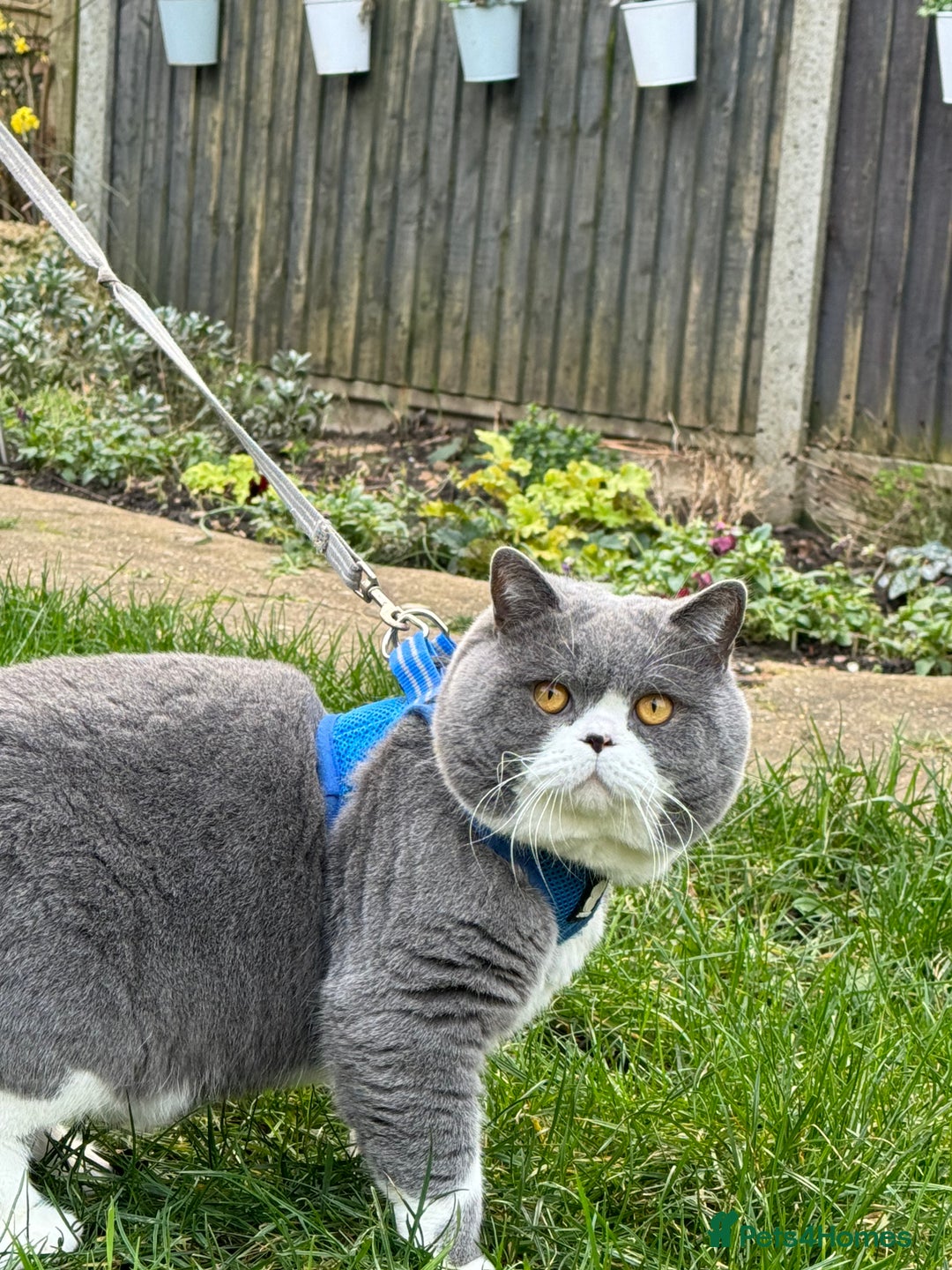British Shorthair cats for stud: British Shorthair Blue Bicolour male stud duties in Enfield - Advert 2