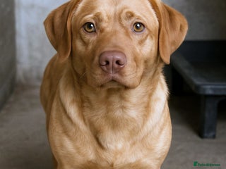 Mixed Breed dogs 🐾 Mokka – a little boy with a gentle soul 🐾 - Advert 17