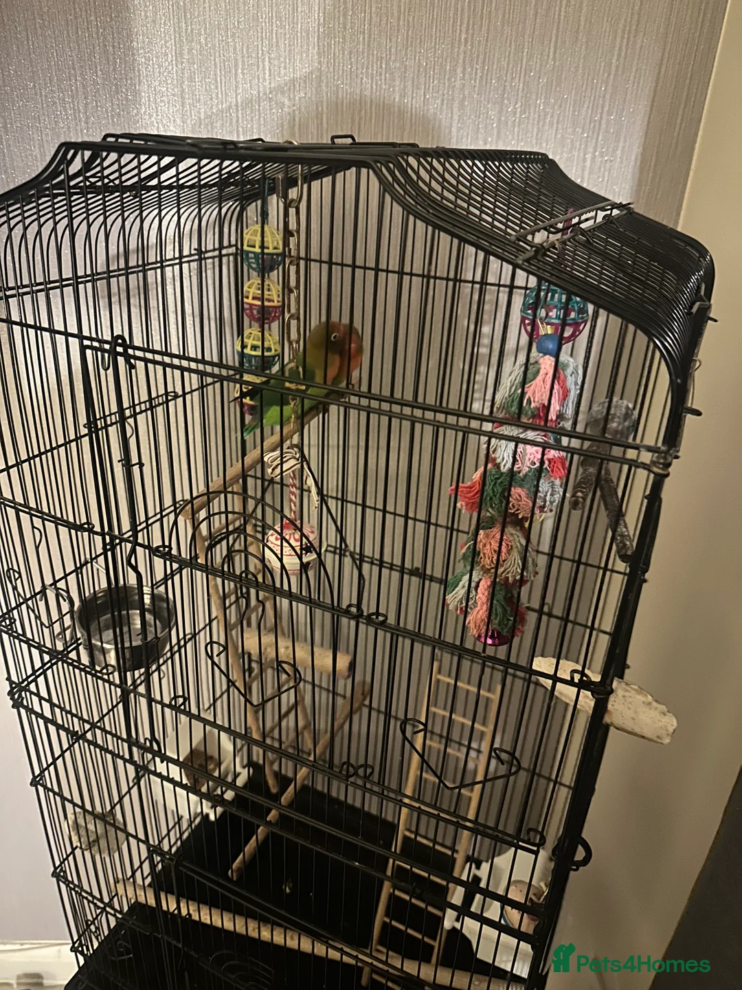 Lovebirds birds for sale: Peach faced lovebirds - Advert 1