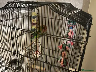 Lovebirds birds Peach faced lovebirds - Advert 15