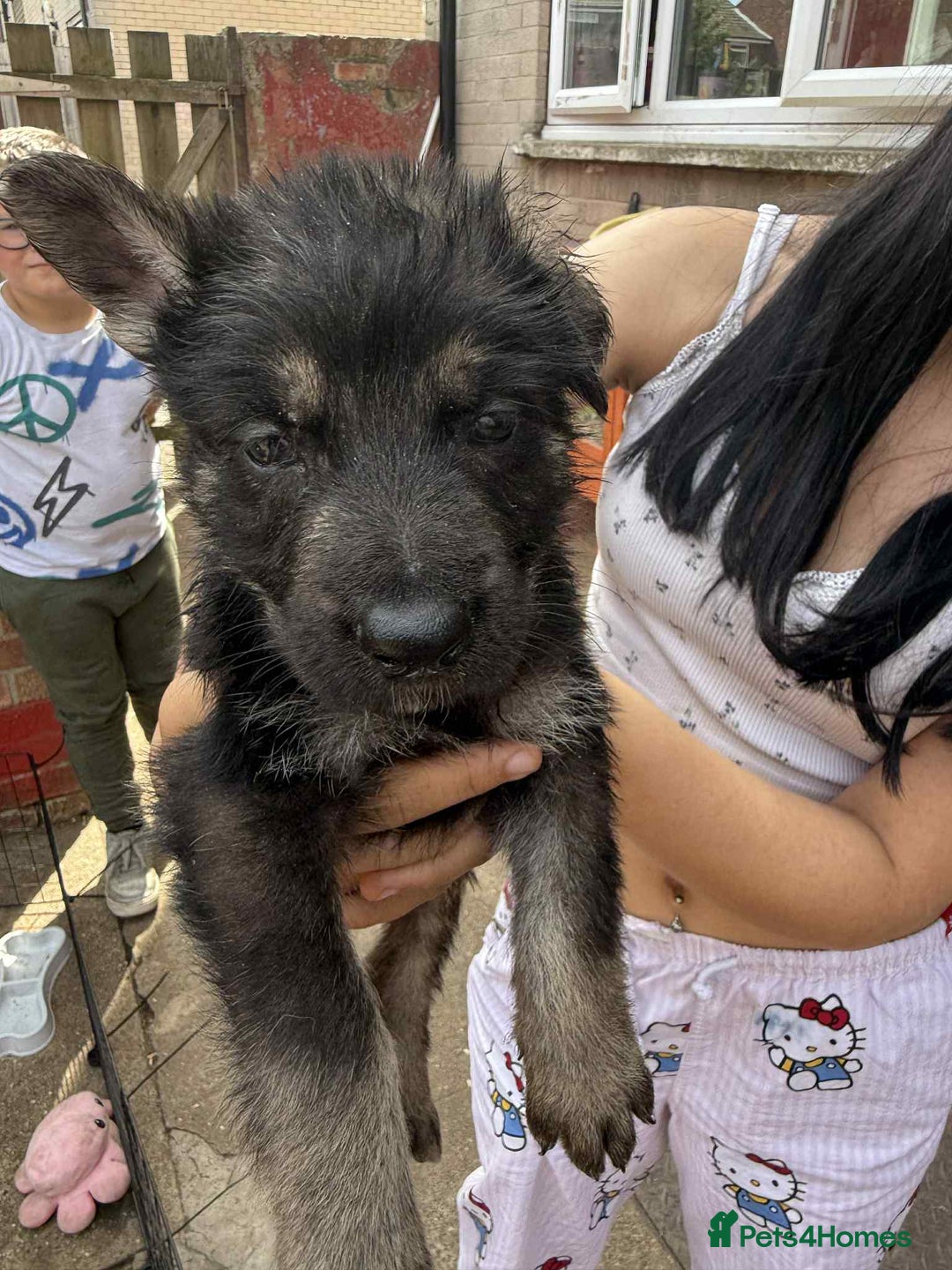 German Shepherd dogs for sale: German shepherd pups  in Scunthorpe - Image 10