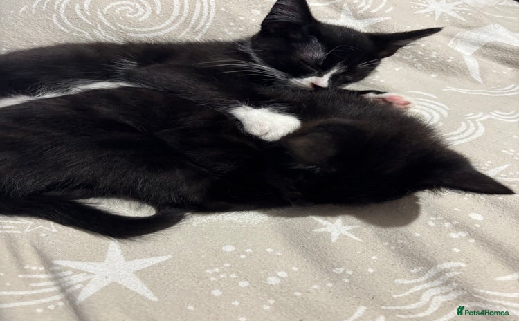 Mixed Breed cats - Advert 4