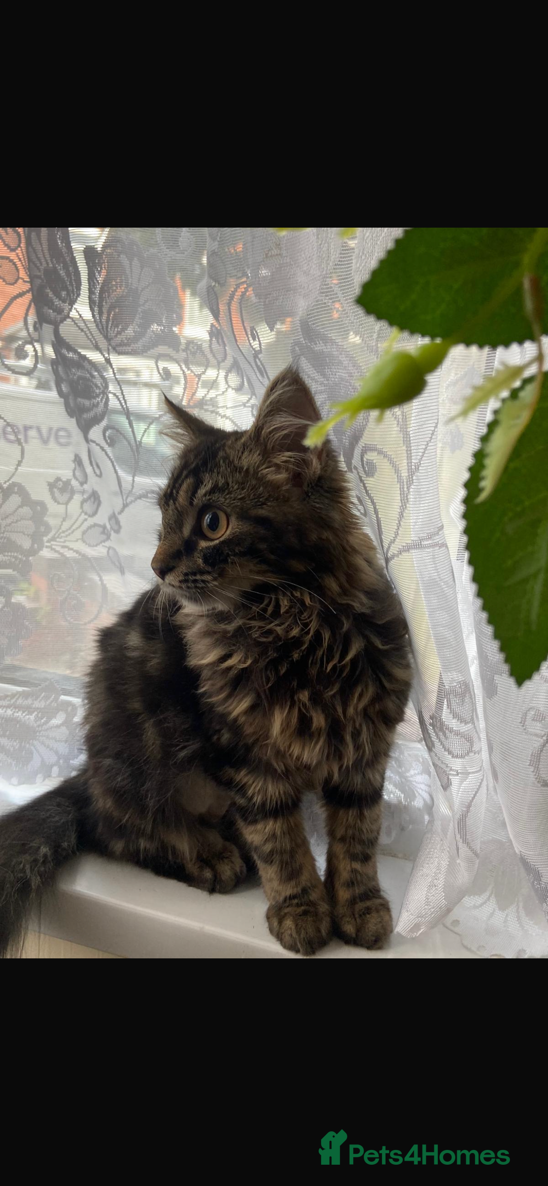 Siberian cats for sale: tabby cat - Image 2