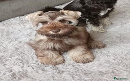 Miniature Schnauzer dogs for stud: KC REG Liver & Tan Miniature Schnauzer Stud - Image 13