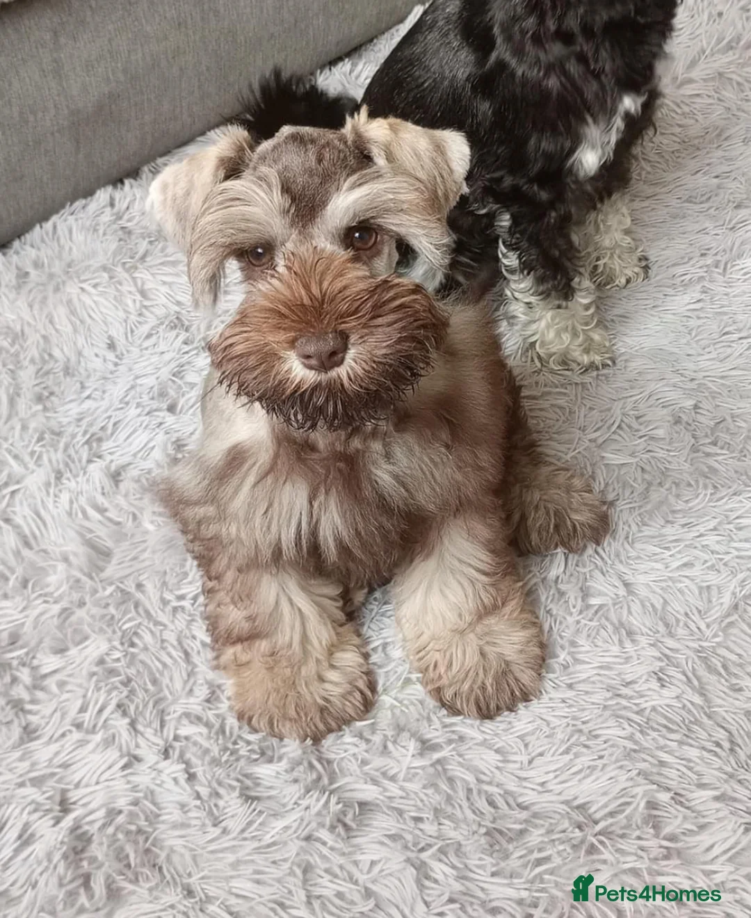 Miniature Schnauzer dogs for stud: KC REG Liver & Tan Miniature Schnauzer Stud - Advert 13