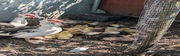 Ducks poultry for sale: Muscovy ducklings - Advert 5