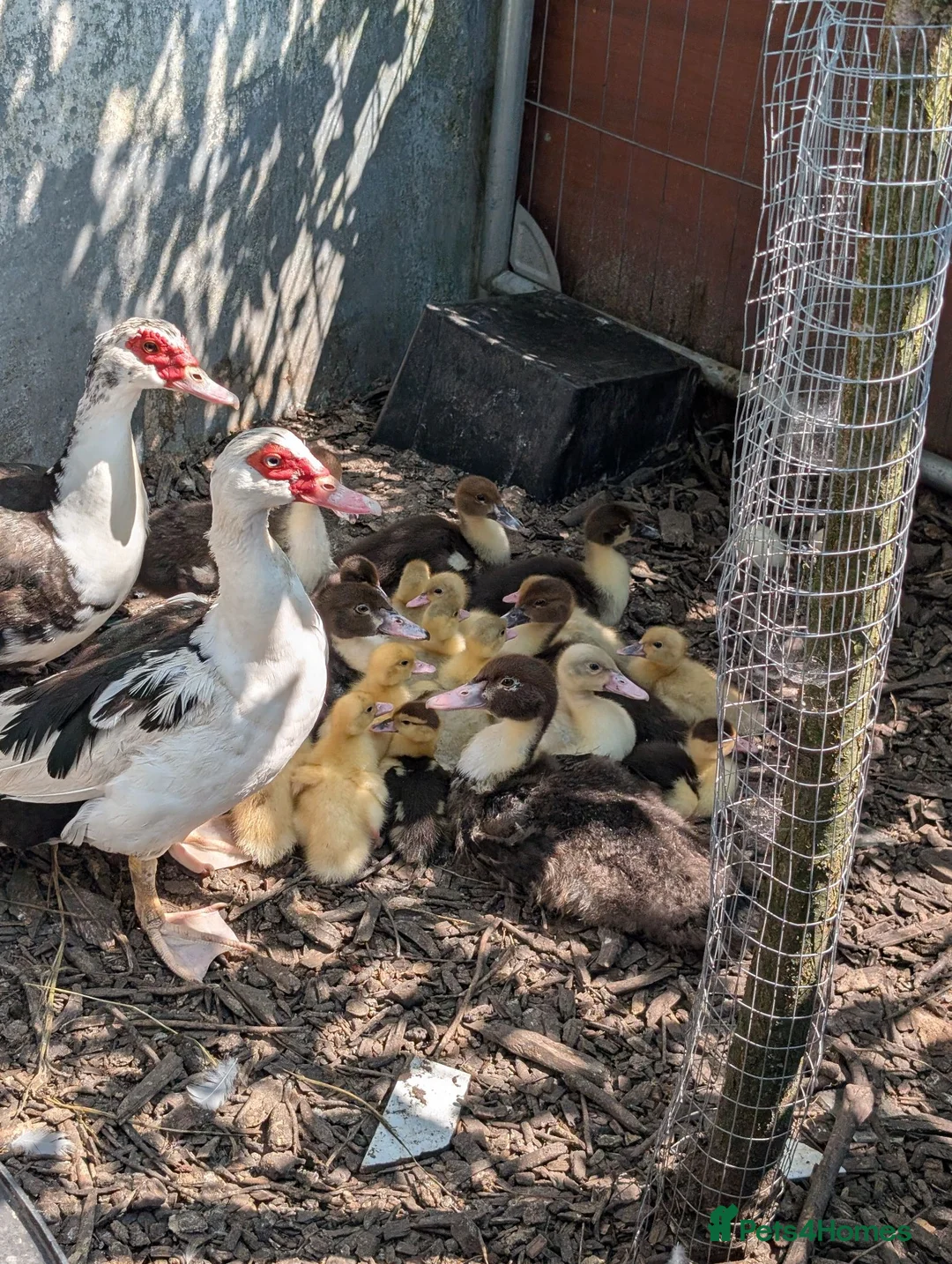 Ducks poultry for sale: Muscovy ducklings - Advert 5