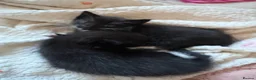 Mixed Breed cats for sale: Two Black and White girls - Advert 5