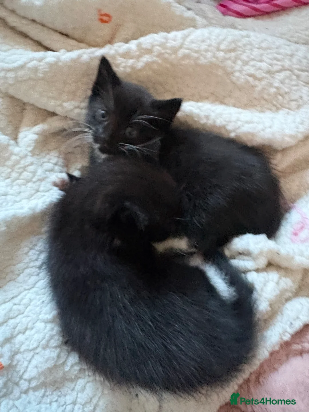 Mixed Breed cats for sale: Two Black and White girls - Advert 5