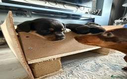 Mixed Breed dogs for sale: Mini dash x min jack russell - Image 9