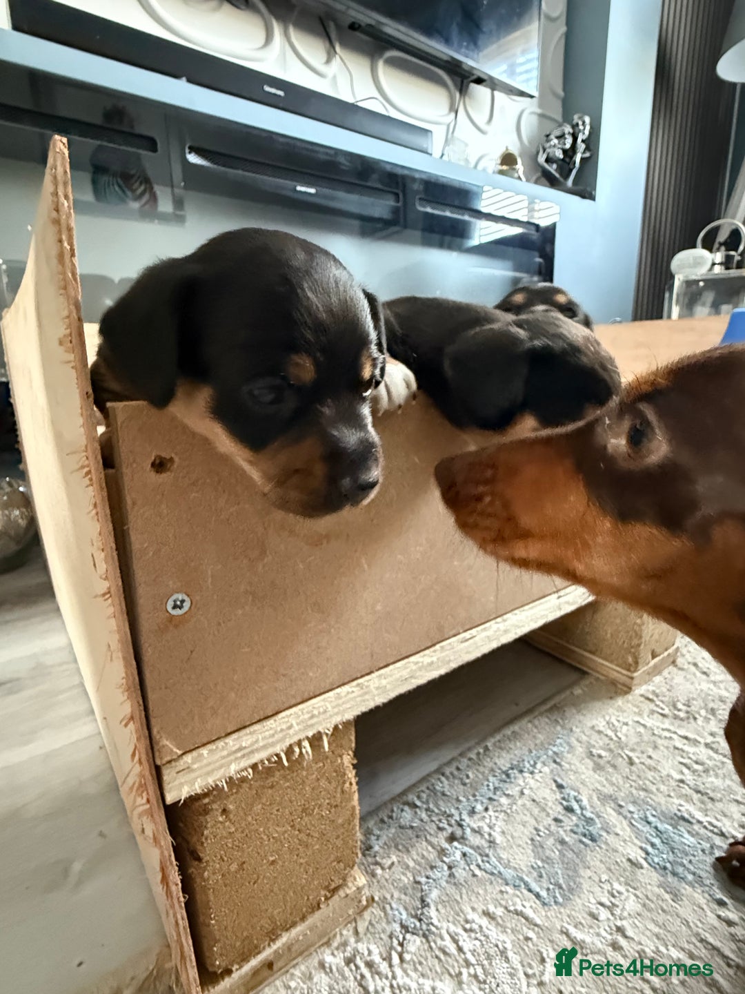 Mixed Breed dogs for sale: Mini dash x min jack russell - Image 9