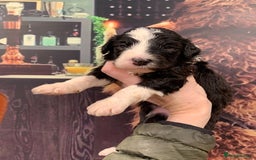Sheepadoodle dogs for sale: Medium Sheepadoodle Puppies Available  - Image 3