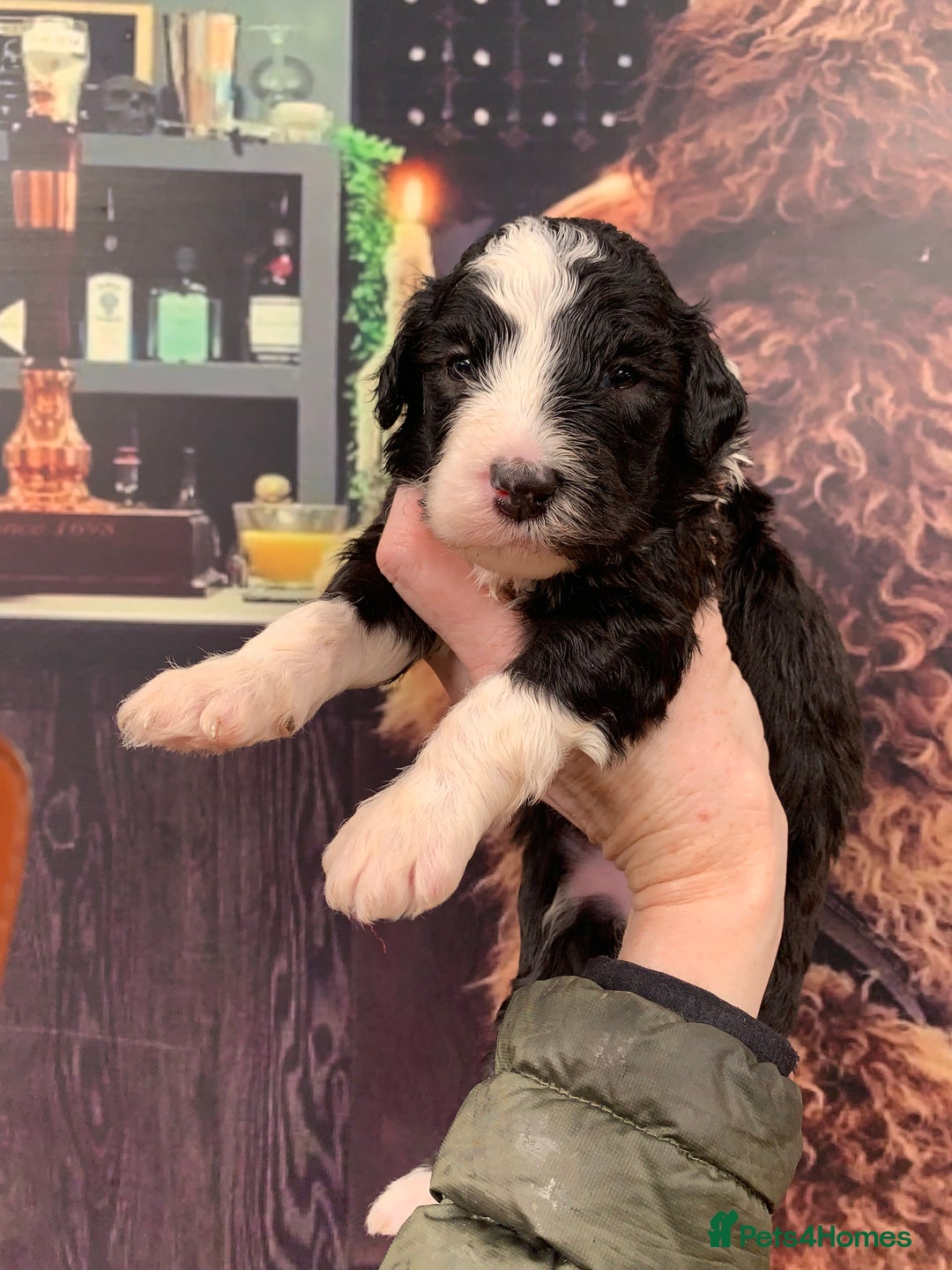 Sheepadoodle dogs for sale: Medium Sheepadoodle Puppies Available  - Image 3