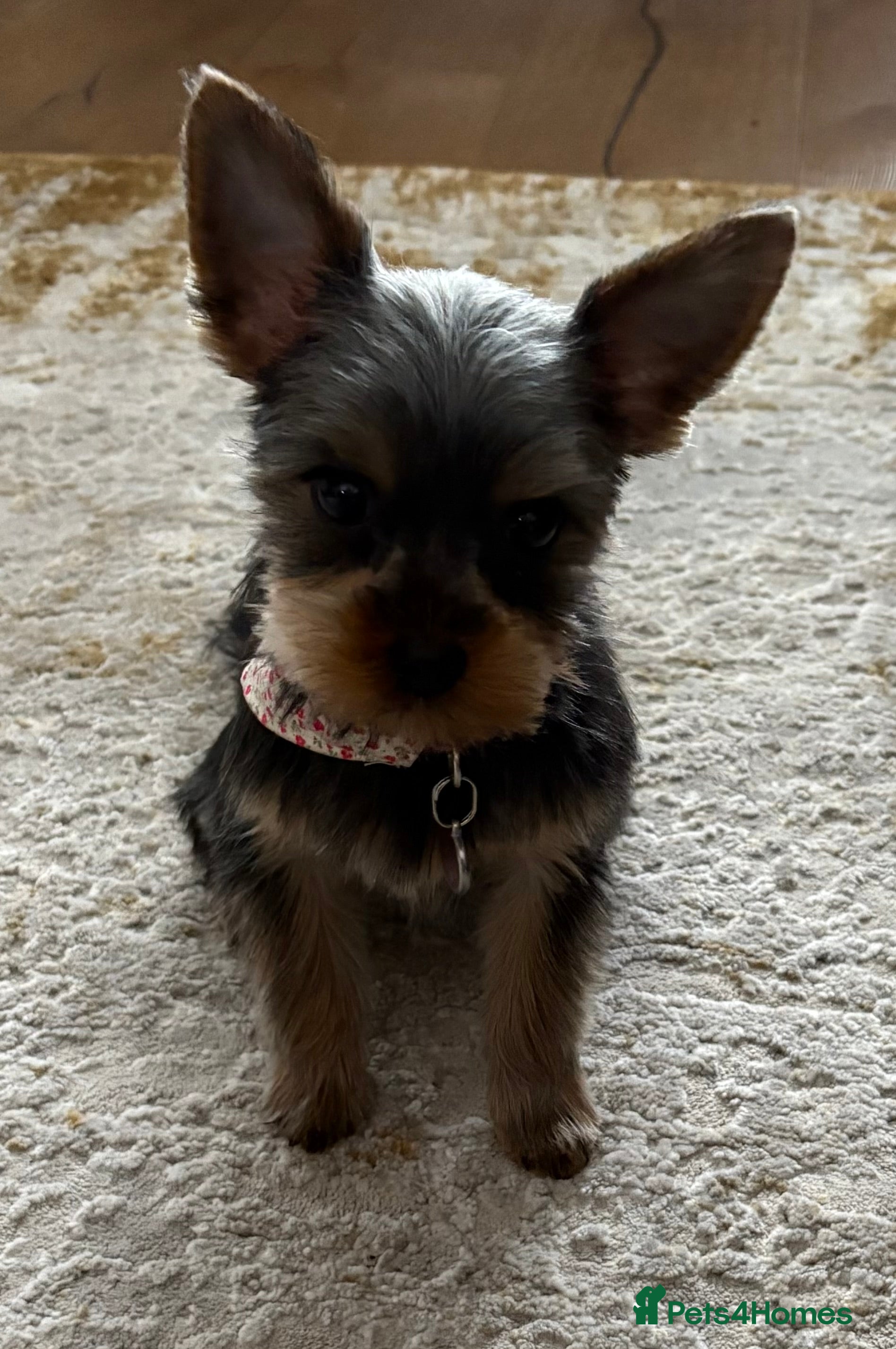Yorkshire Terrier dogs 7 month old female Yorkshire terrier - Advert 2