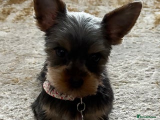 Yorkshire Terrier dogs 7 month old female Yorkshire terrier - Advert 2