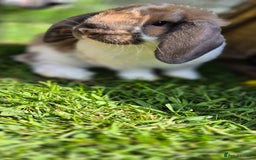 Mini Lop rabbits for sale: Male mini lop - Image 2