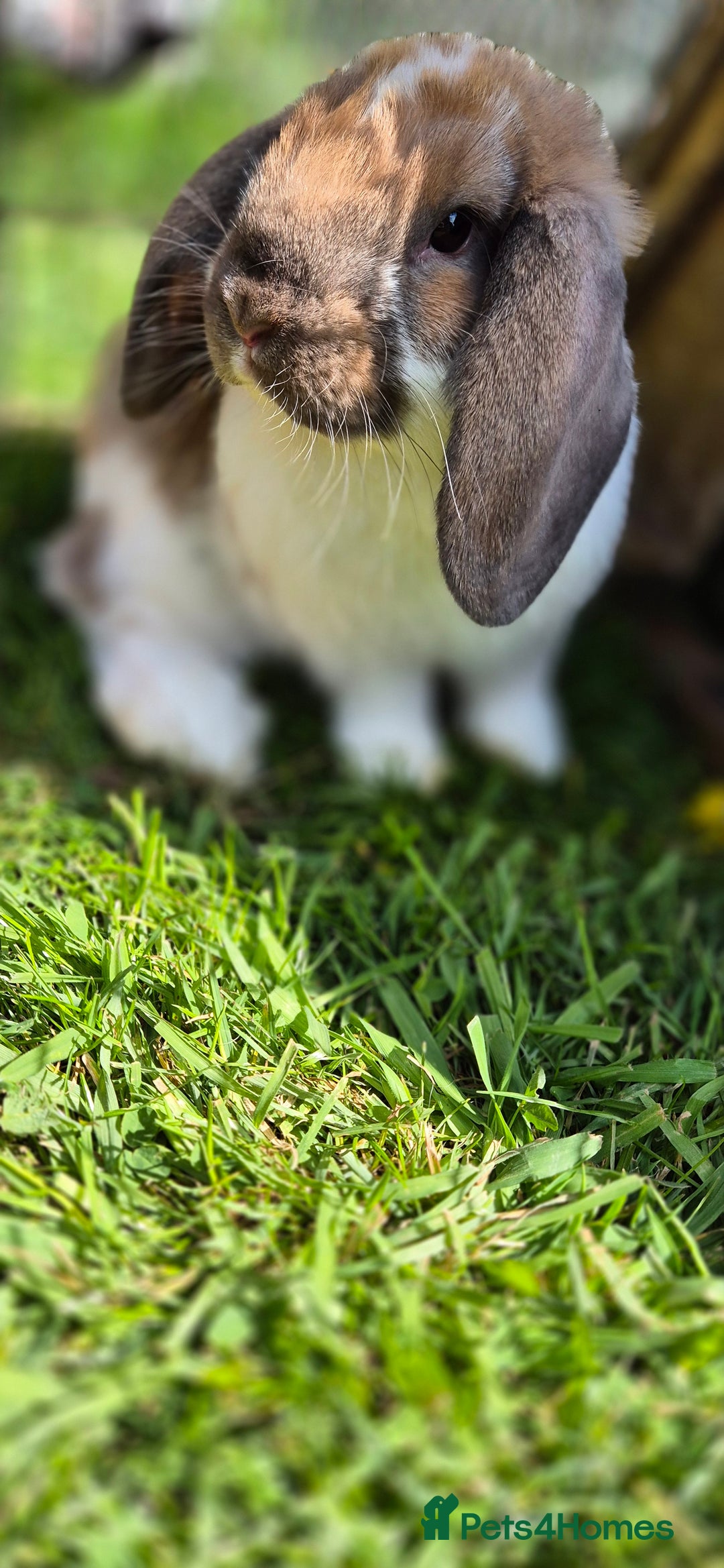Mini Lop rabbits for sale: Male mini lop - Image 2
