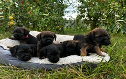 Border Terrier dogs for sale:  Beautiful Borders Terrier Puppies  - Image 4