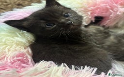 Mixed Breed cats for sale: Ragdoll mixed kittens Grey. Tabby. Speckled. Black - Advert 7
