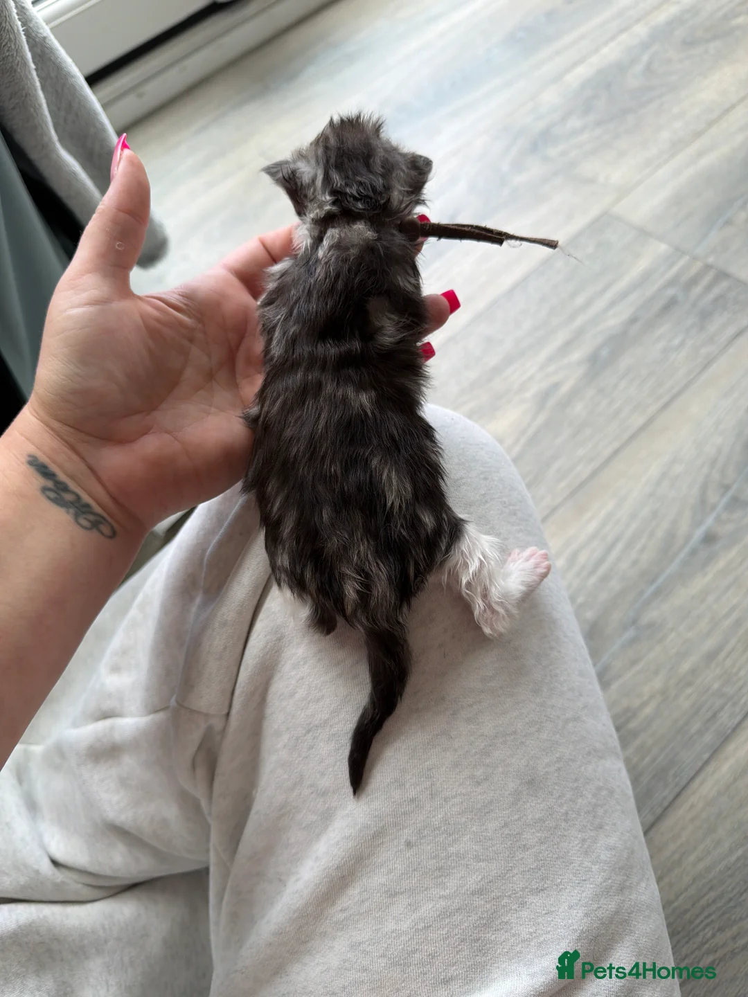 Maine Coon cats for sale: Stunning mainecoon kittens ready November/december - Advert 2