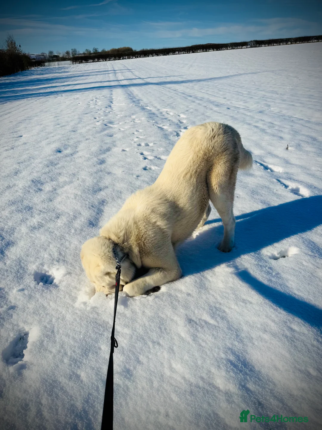 Central Asian Shepherd dogs for sale: Pedigree Central asian shepherd ( male)  - Advert 2