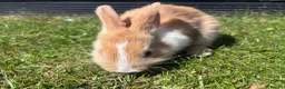 Mixed Breed rabbits for sale: Child friendly, Mixed breed rabbits  - Advert 3