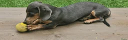 Miniature Dachshund dogs for sale: 6 month full male  Blue and Tan in Horncastle - Advert 3