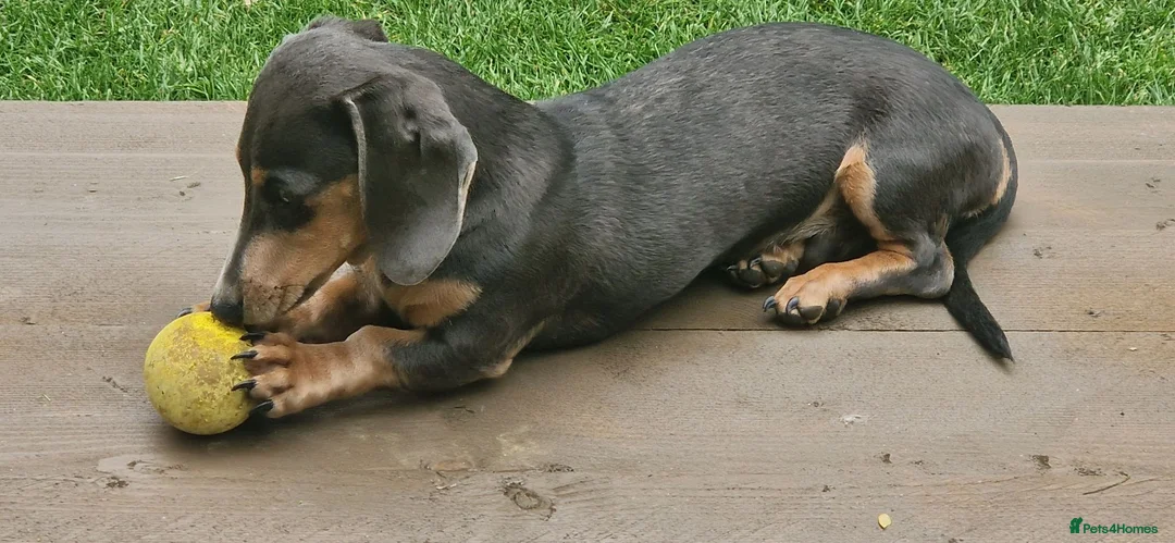 Miniature Dachshund dogs for sale: 6 month full male  Blue and Tan in Horncastle - Advert 3