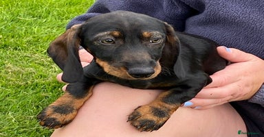Dachshund dogs - Advert 1