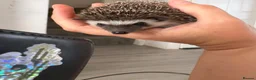Pygmy Hedgehog rodents for sale: Male African Pygmy hedgehogs  - Advert 4